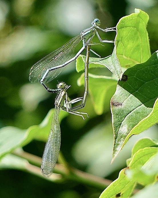 white-legged damselfly